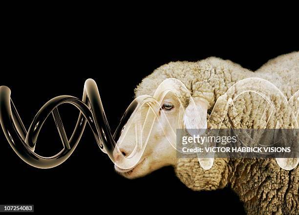 cloned sheep, conceptual image - 遺伝子組み換え点のイラスト素材／クリップアート素材／マンガ素材／アイコン素材