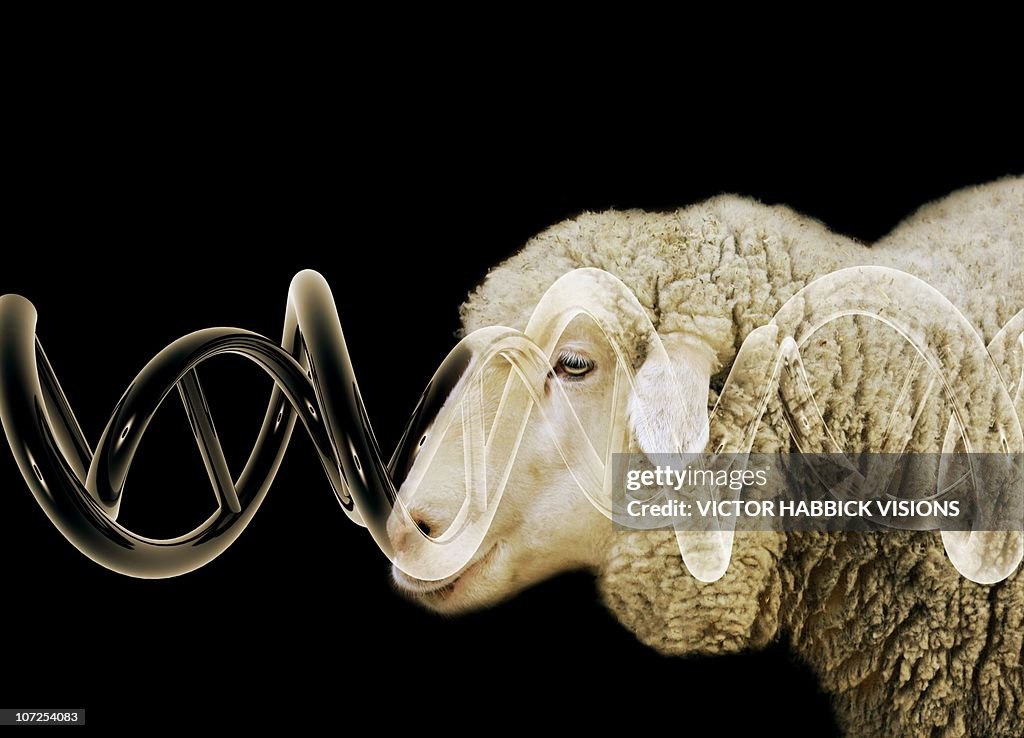 Cloned sheep, conceptual image