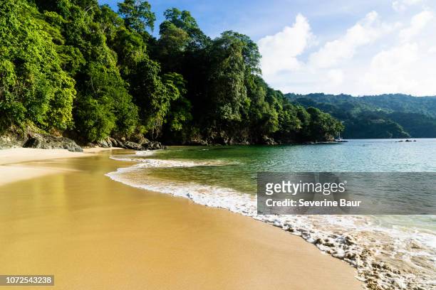 desert beach, pirate's bay, charlotteville, tobago, trinidad and tobago, west indies, south america - trinidad and tobago 個照片及圖片檔