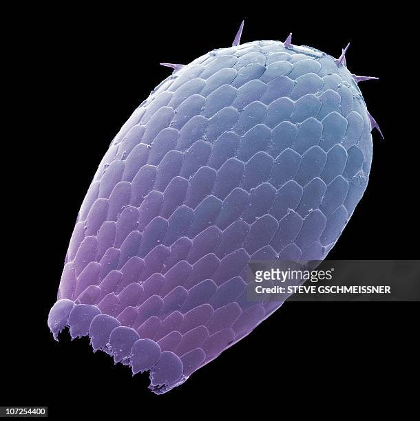 euglypha amoeba shell, sem - ameba stock-fotos und bilder