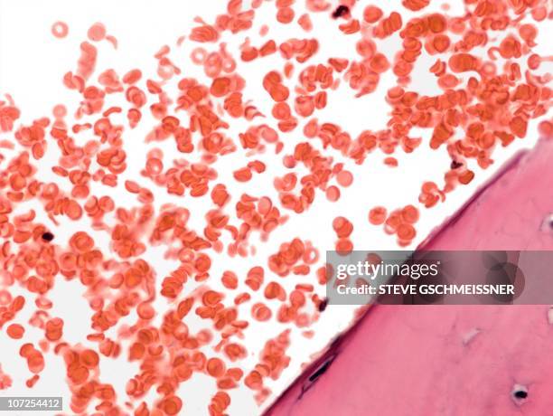 blood, light micrograph - menselijk bloed stockfoto's en -beelden
