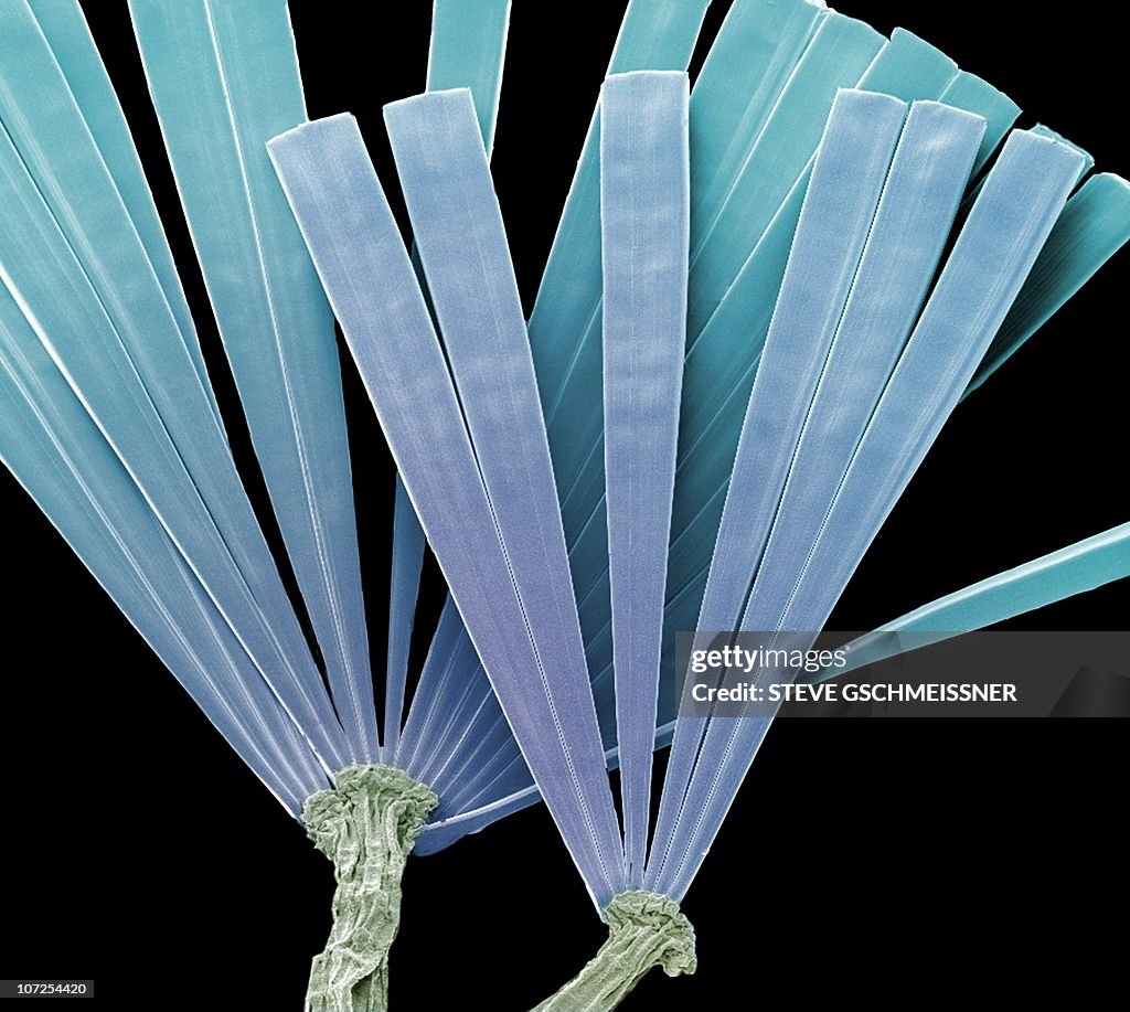 Licmorpha freshwater diatom, SEM