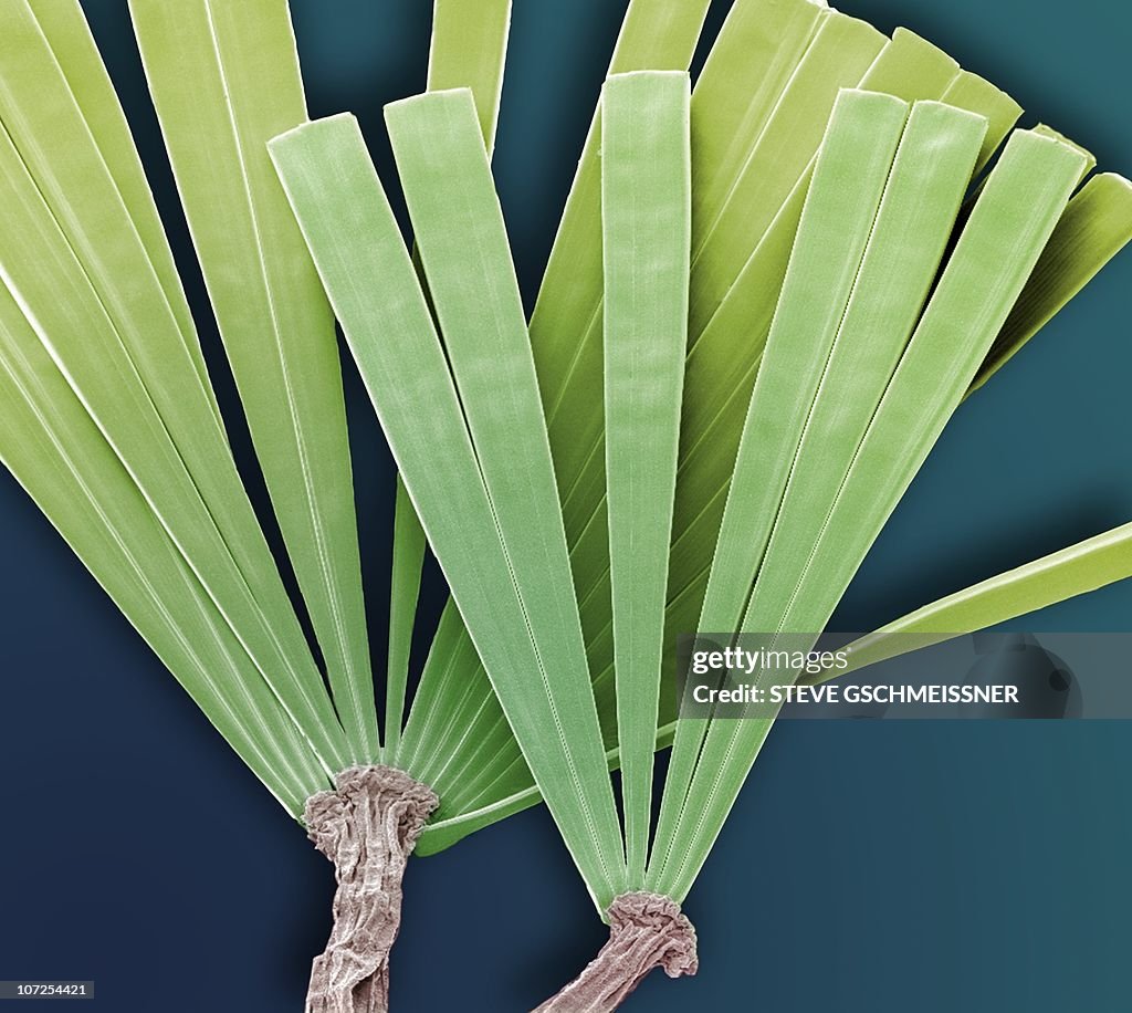 Licmorpha freshwater diatom, SEM