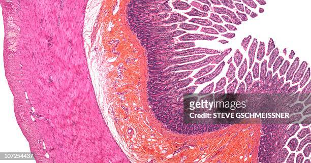 small intestine, light micrograph - tissue anatomy stock pictures, royalty-free photos & images