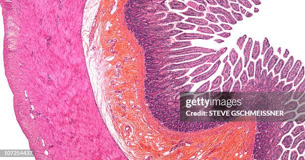 small intestine, light micrograph - tunntarm bildbanksfoton och bilder