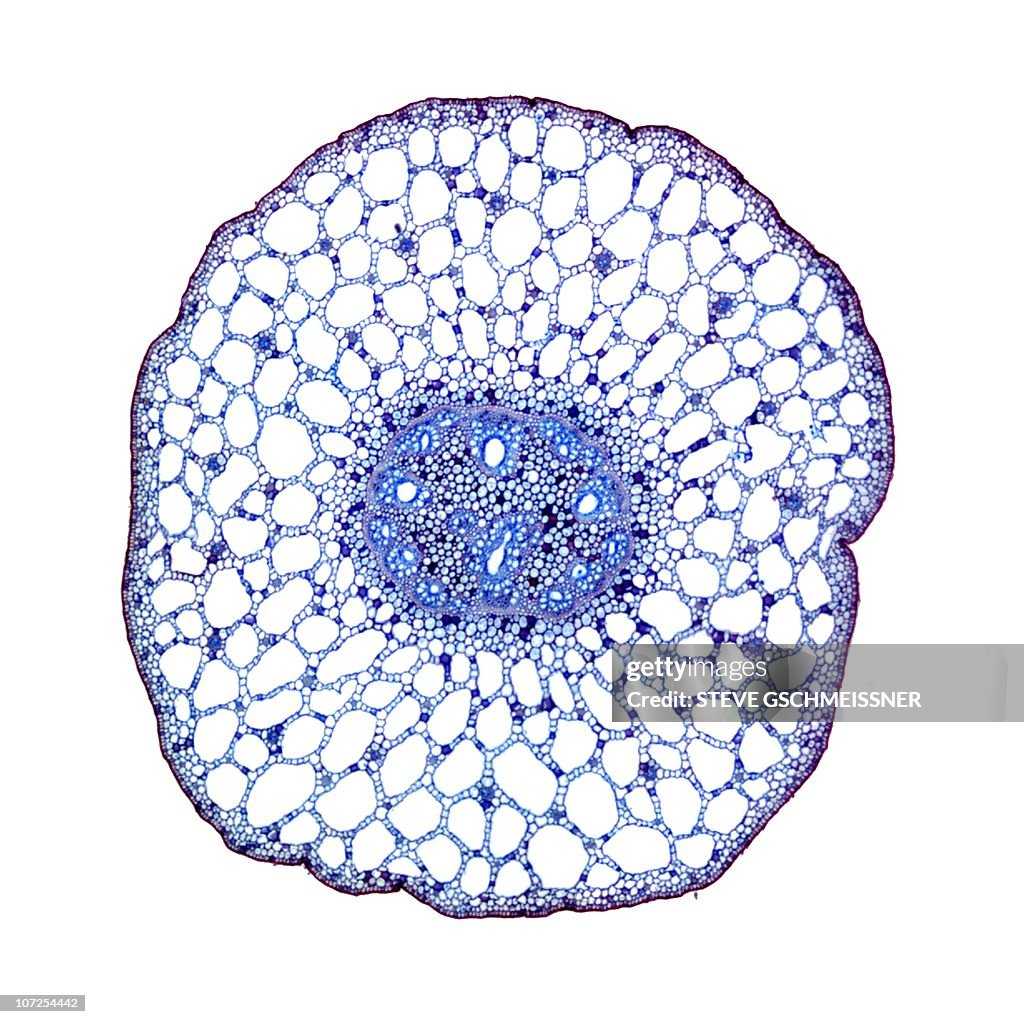 Pondweed stem, light micrograph