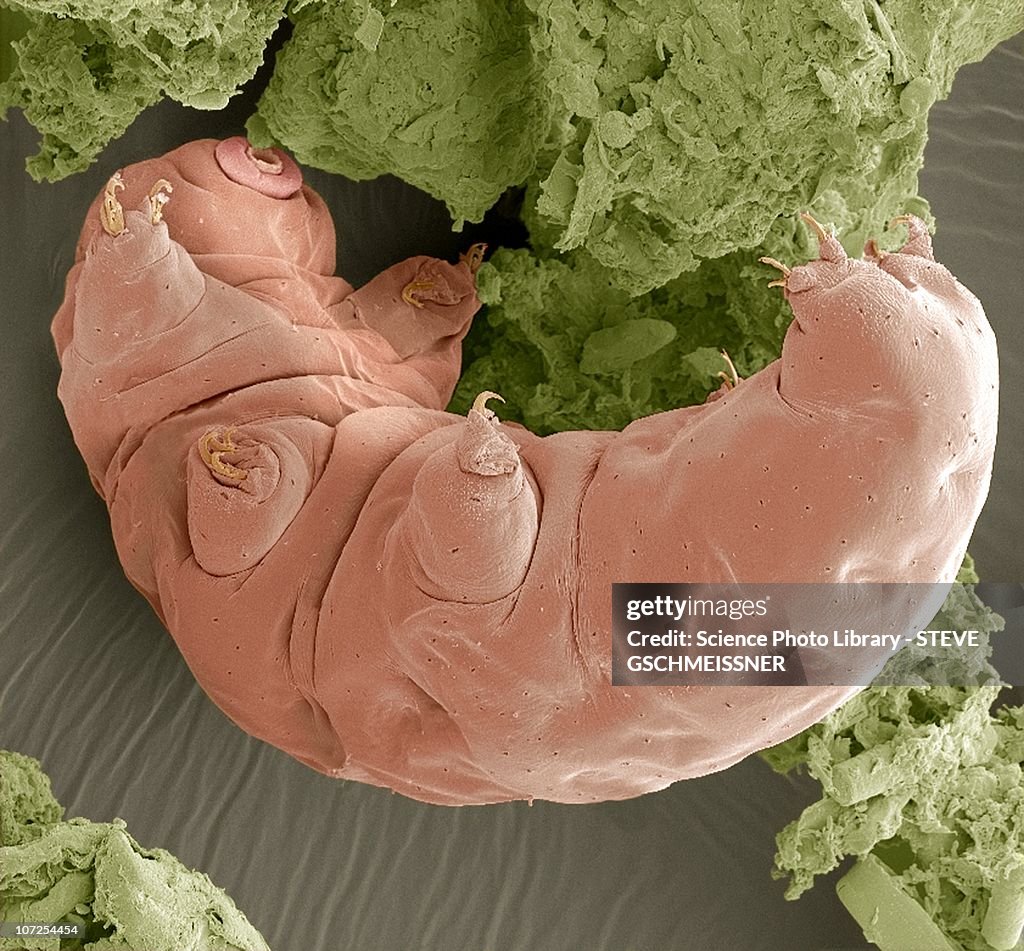 Water bear, SEM