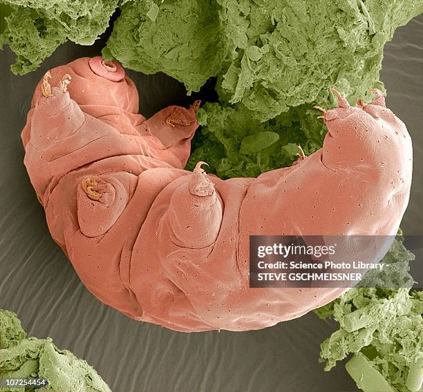 water bear, sem - tardigrade stock pictures, royalty-free photos & images