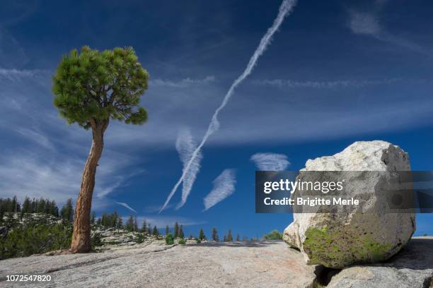 united states, california, yosemite national park,  pinus jeffreyi,olmsted point, glacial erratic boulder - pinus jeffreyi stock pictures, royalty-free photos & images