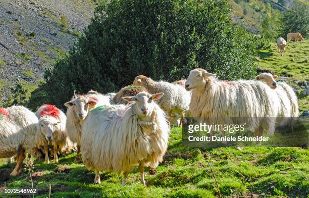 france, pyrenees national park, val d'azun, ewes in the vallee d'estaing - hautes pyrenees fotografías e imágenes de stock