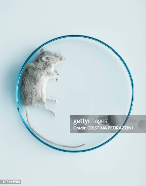 animal testing - animal cruelty stock pictures, royalty-free photos & images