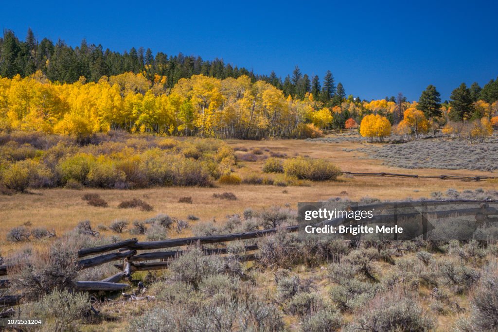 United States,UTAH, Ashley National Forest, Aspen at fall