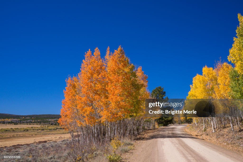 United States,UTAH, Ashley National Forest, Aspen at fall