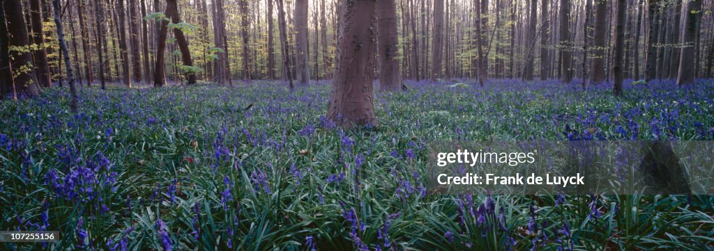 Wild wood bluebells (Hyacinthoides non-scripta), Hallerwoods, Halle, Flemish Brabant, Belgium