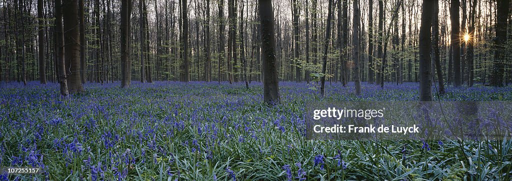 Wild wood bluebells (Hyacinthoides non-scripta) at sunset, Hallerwoods, Halle, Flemish Brabant, Belgium