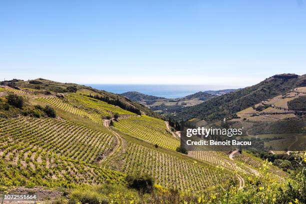 vineyard of collioure-banyuls, seen from the coast of vermeille, pyrenees-orientales, catalonia, languedoc-roussillon, france - south of france stock-fotos und bilder