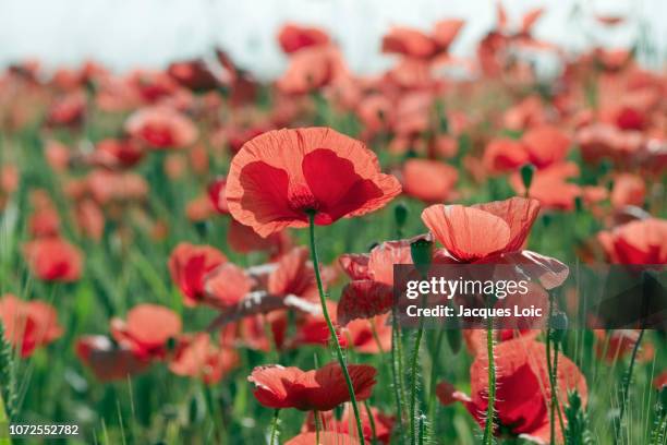 14 Chaumes En Retz Stock Photos, HighRes Pictures, and Images Getty