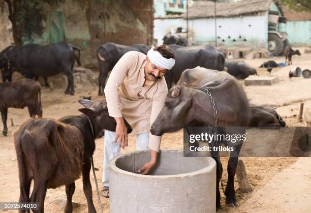 agricoltore che nutre bufali - indian animals foto e immagini stock