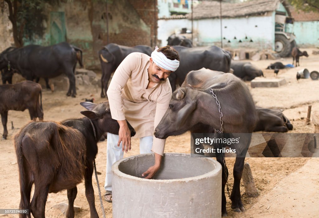 Farmer feeding buffalo
