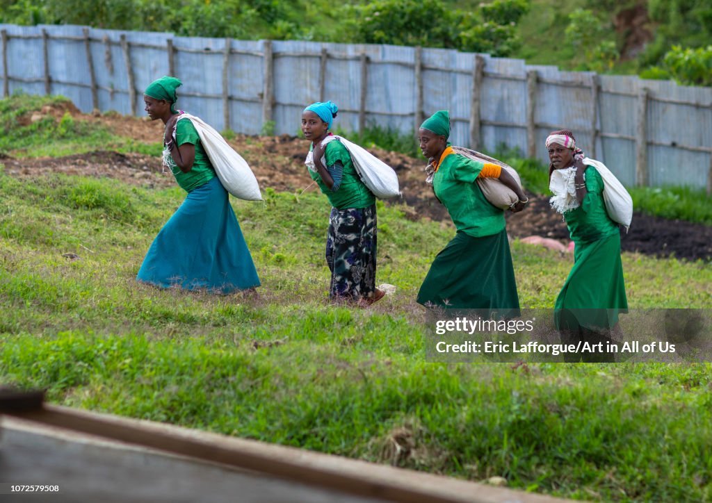 Ethiopian women carrying bags of coffee beans in a farm, Oromia, Shishinda, Ethiopia...