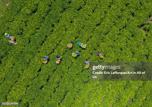 Keffa 188 Kaffa Ethiopia Stock Photos, High-Res Pictures, and Images - Getty ...