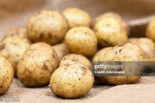 harvested young fresh organic potatoes with soil - nieuwe aardappel stockfoto's en -beelden