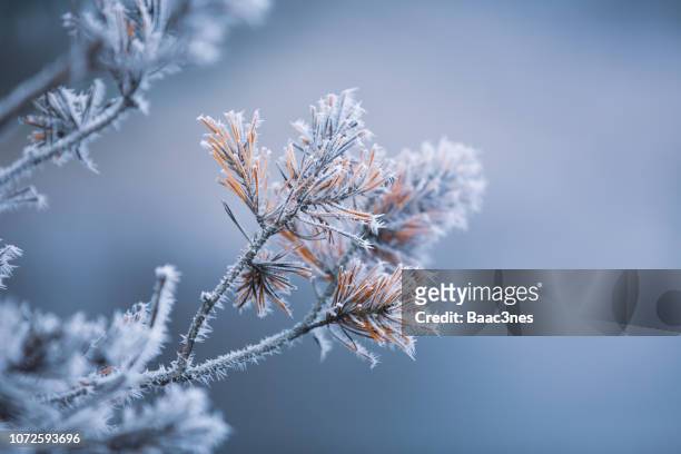 autumn - frosty pine needles - winter weather fotografías e imágenes de stock