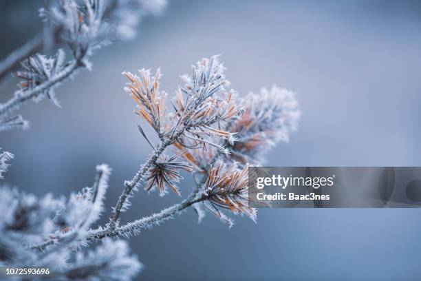 autumn - frosty pine needles - scandinavie photos et images de collection