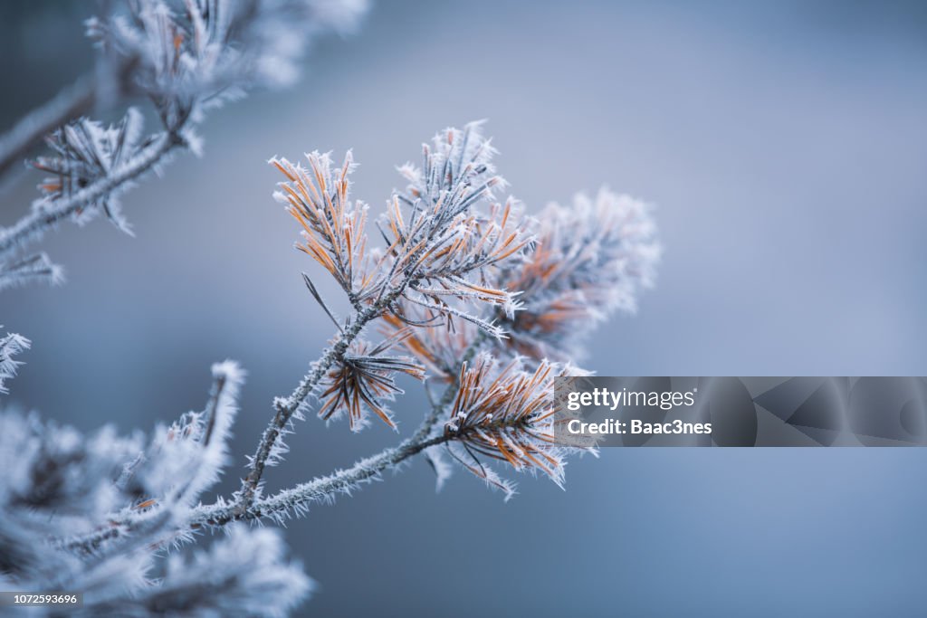 Autumn - frosty pine needles