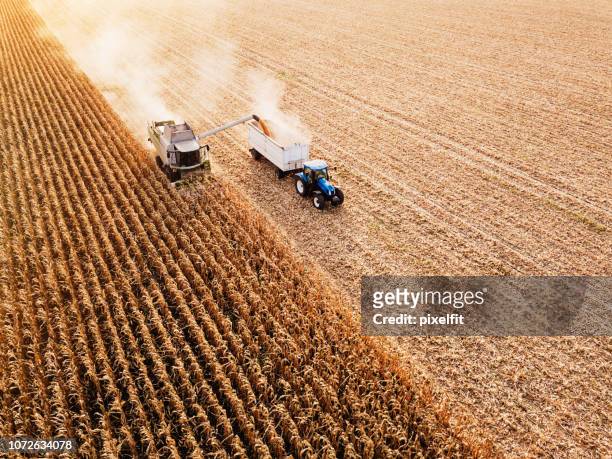 saisonarbeit auf dem feld - corn harvest stock-fotos und bilder