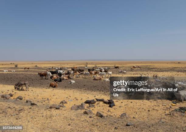 Cattle of somali people in a dry field, Afar Region, Gewane, Ethiopia on November 2, 2018 in Gewane, Ethiopia.