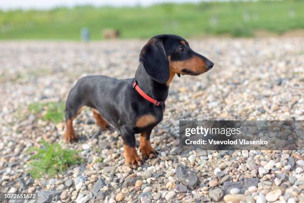 dachshund puppy on the beach. - teckel fotografías e imágenes de stock