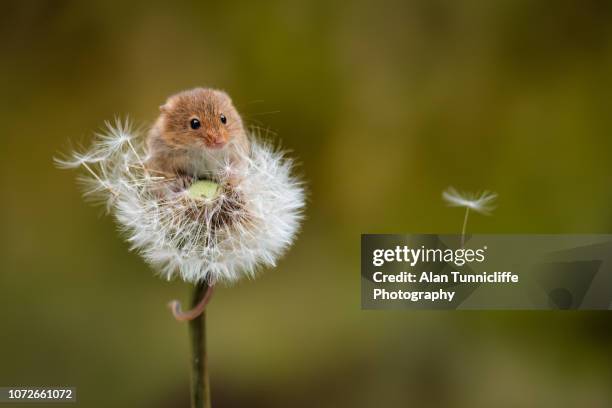 harvest mouse on dandelion clock - mini mouse stock pictures, royalty-free photos & images
