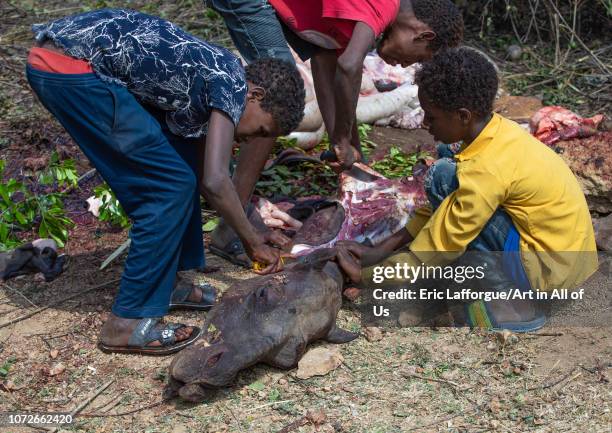 Harari children cutting the meat of a dead camel for a muslim celebration, Harari Region, Harar, Ethiopia on November 4, 2018 in Harar, Ethiopia.