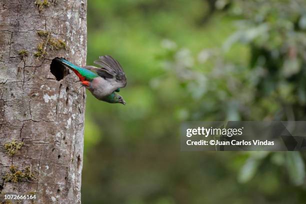 resplendent quetzal - quetzal stock pictures, royalty-free photos & images