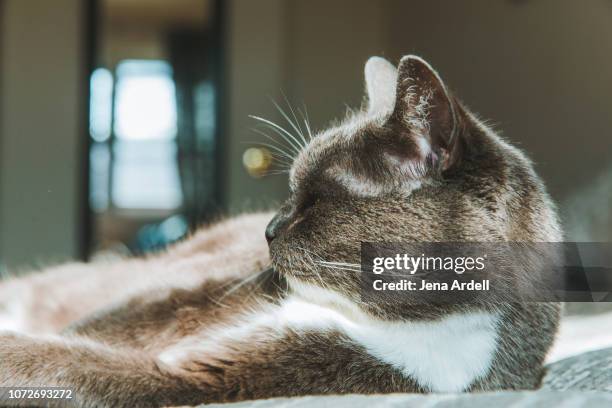 cat, cat laying, cat laying down, cat profile, gray cat, indoor cat - cat profile stock pictures, royalty-free photos & images