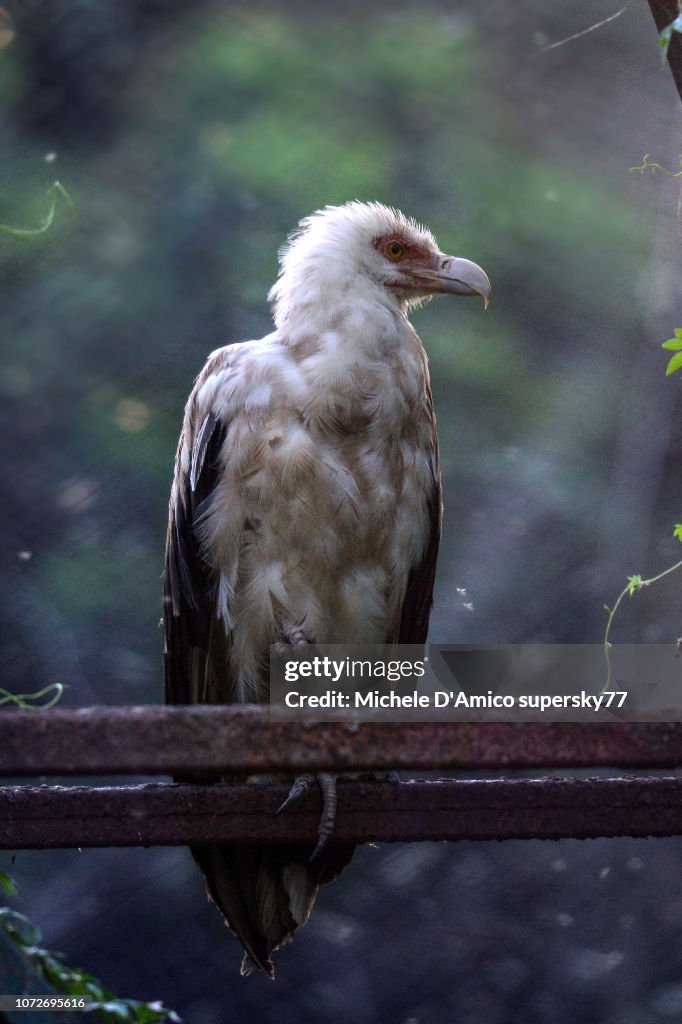 Palm-nut vulture (Gypohierax angolensis) or vulturine fish eagle