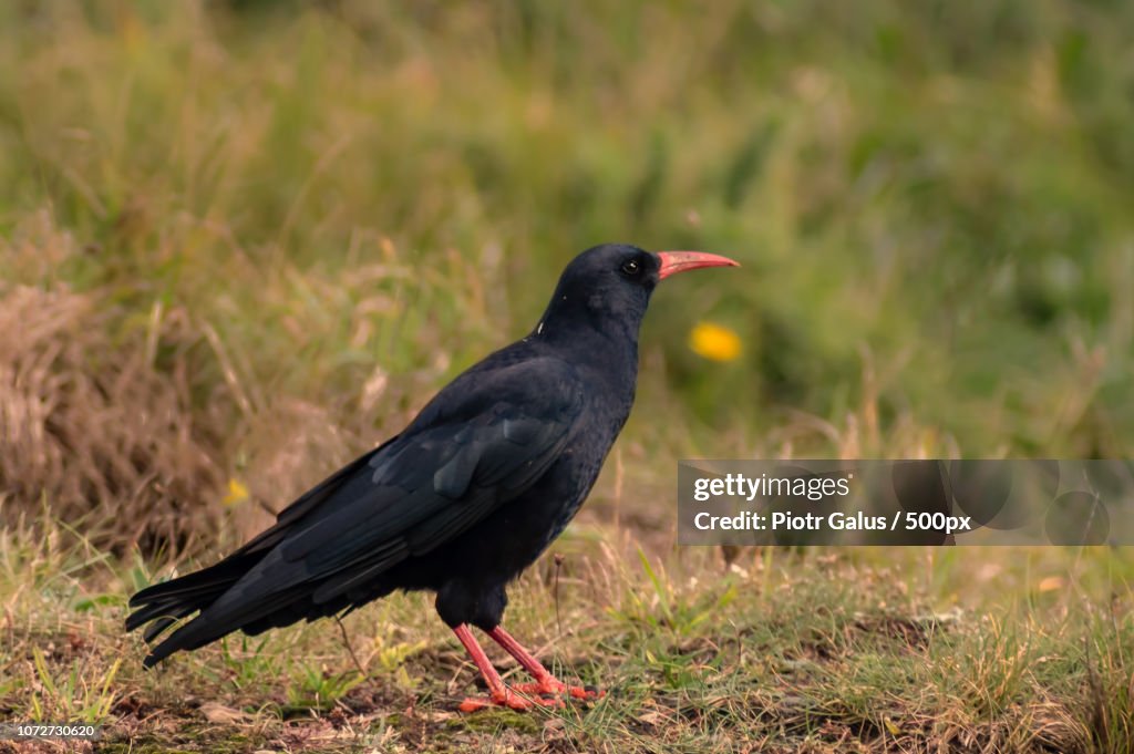 Chough