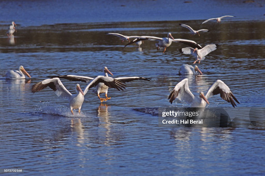 Flock of American White Pelicnas landing