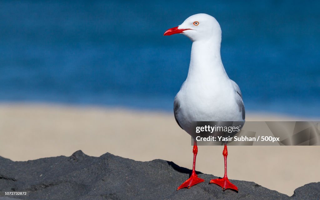 Silver Gull