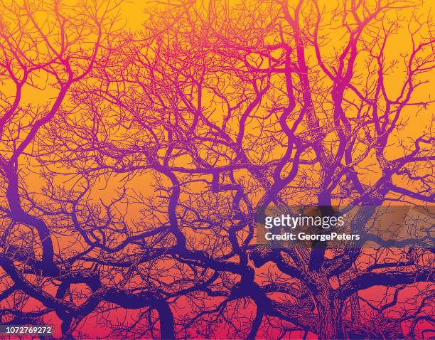 oak tree and branches with vibrant colors - the beauty of nature stock illustrations