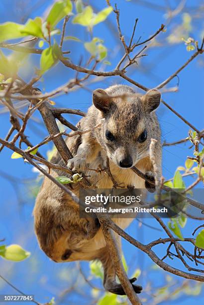 bush hyrax or yellow-spotted hyrax - tree hyrax stock pictures, royalty-free photos & images