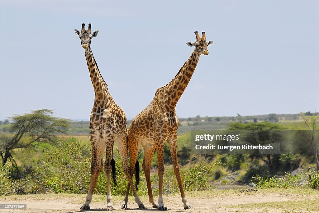 Fighting Masai giraffes, Giraffa camelopardalis