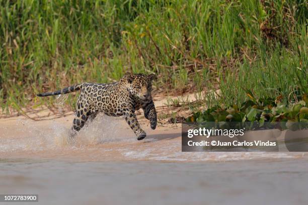 jaguar (pantera onca) - amazon rainforest stock pictures, royalty-free photos & images