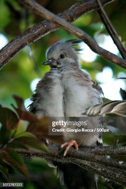 little crested pigeon (ocyphaps lophotes) - ocyphaps lophotes stock pictures, royalty-free photos & images