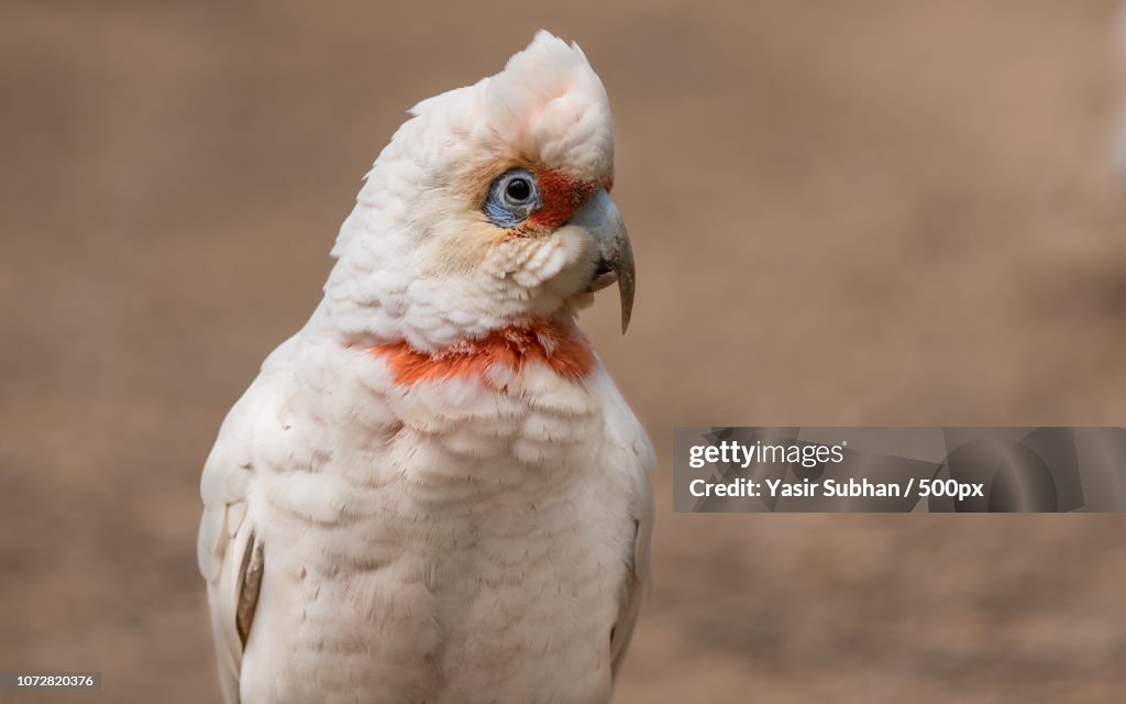 Long-billed Corella
