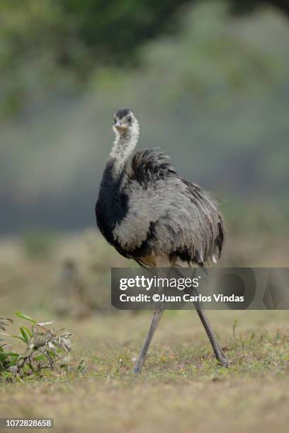 Flightless Rhea Rhea Flightless Bird Photos and Premium High Res Pictures - Getty Images