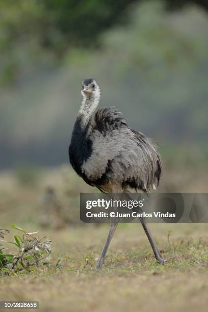 greater rhea (rhea americana) - ema imagens e fotografias de stock