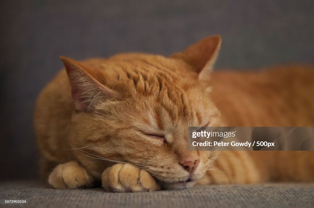 Cat sleeping