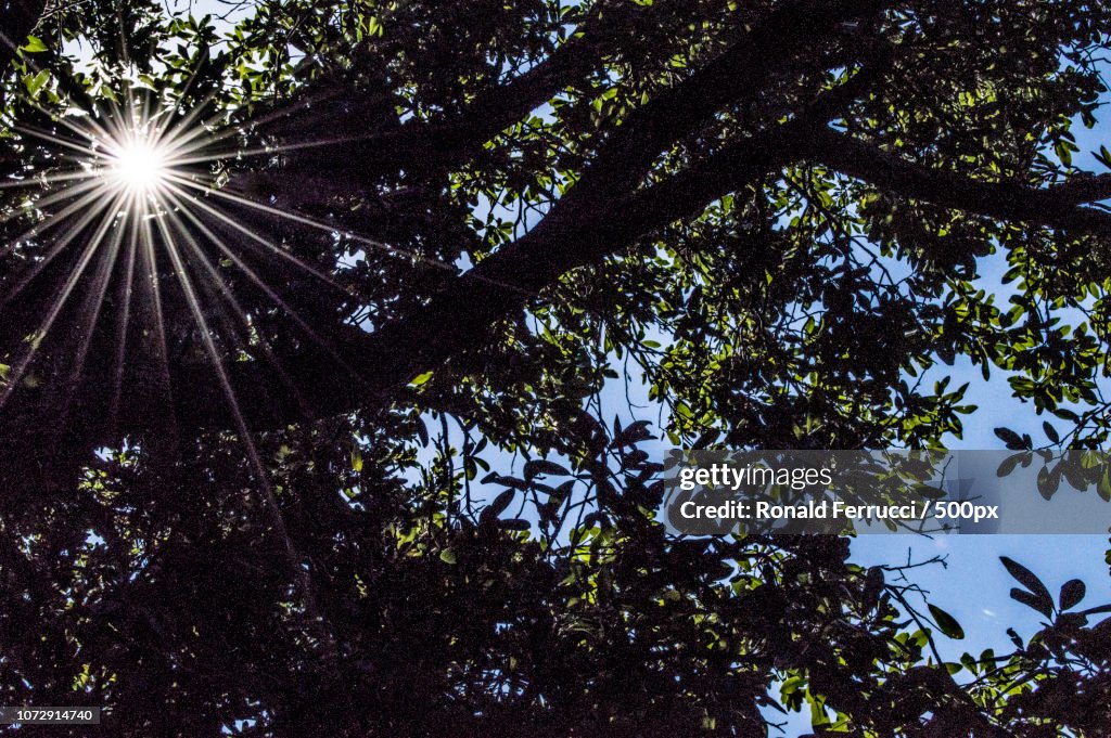 Sunslight rays streaming through the trees